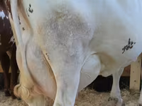 Sapi, Ayrshire — foto 4