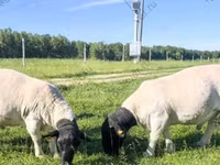 Carnero, Kuibyshev sheep — foto 4