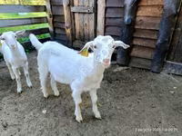 Kambing jantan, Saanen goat — foto 1