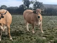 Vaca, Aubrac cattle — foto 1