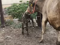 بقرة, Simmental cattle — الصورة 5