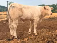 雄牛, Charolais cattle — 写真 4