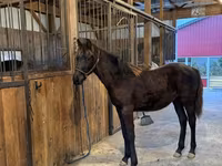 Hengst, Rocky Mountain Horse — Foto 4