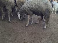 Domba jantan, Baerchuke sheep — foto 1