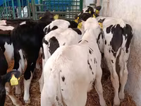 Taureau, Race Holstein — photo 5