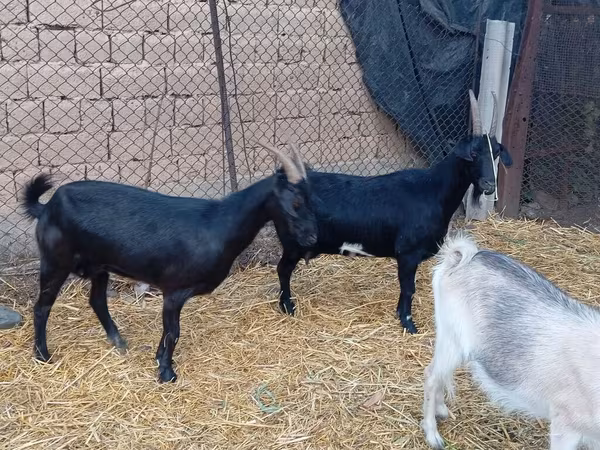 Kambing jantan, Saanen goat