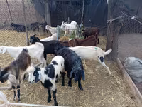 Kambing jantan, Pomellata goat — foto 1