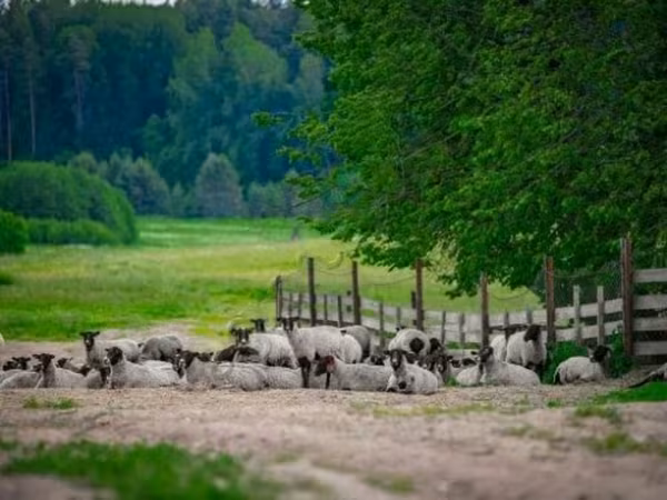 Ram, Romanov sheep