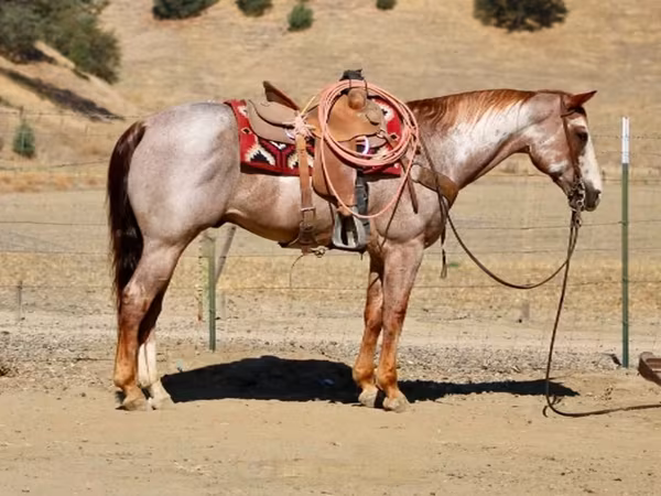 Cheval, National Show Horse