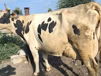 गाय, Swiss cattle — फ़ोटो 5