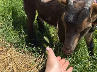 Kambing betina, Nubian Goat — foto 3