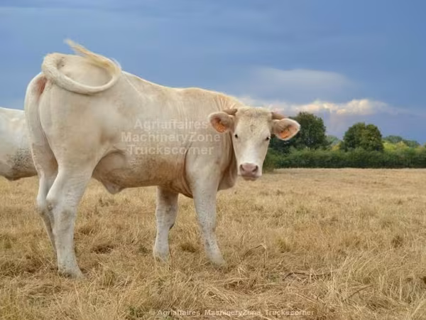 Charolais cattle