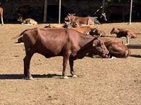 Kuh, Latvian Blue cattle — Foto 2
