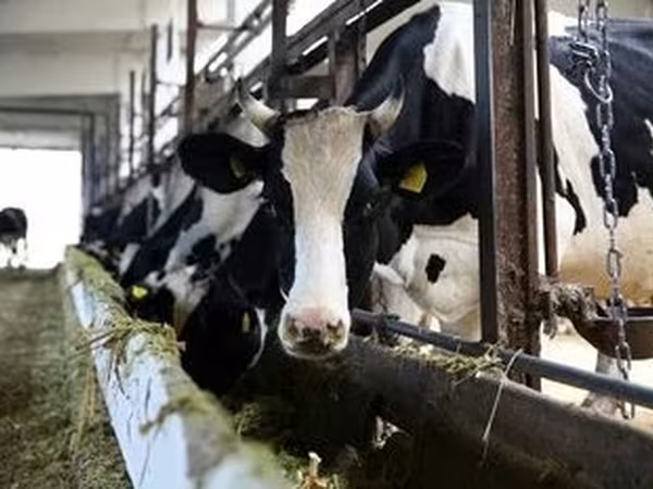 Cattle