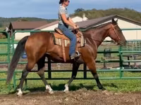 Jument, Quarter Horse — photo 2
