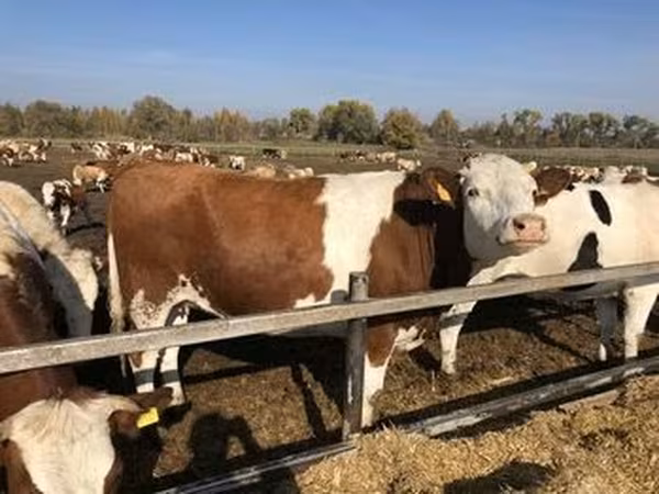 Holstein-race