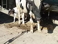 Banteng, Aberdeen-Angus — foto 2