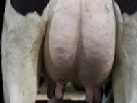 Kuh, Swiss cattle — Foto 5