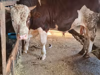 Banteng, Simmental cattle — foto 1