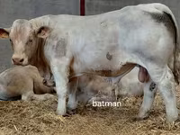 雄牛, Charolais cattle — 写真 3