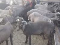 Ram, Arabi sheep — photo 2