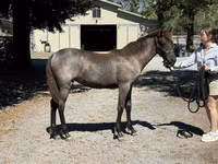 Jument, Rocky Mountain Horse — photo 6