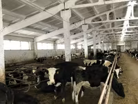 Sapi, Yaroslavl cattle — foto 6
