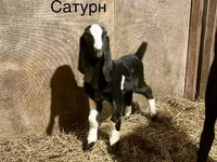 Kambing jantan, Kamori goats — foto 2