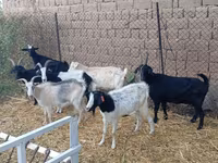 Cabro, Saanen goat — foto 3