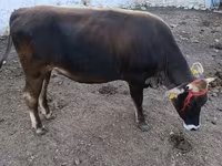 Toro, Raza Alatau — foto 2