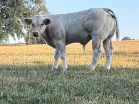 Banteng, Cast cow — foto 8