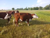 Kuh, Latvian Blue cattle — Foto 3
