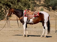 Cheval, National Show Horse — photo 5