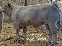 雄牛, Charolais cattle — 写真 6