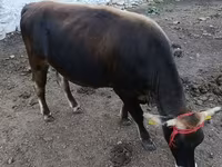 Toro, Raza Alatau — foto 8
