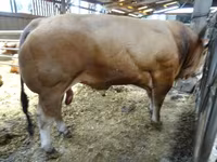 Banteng, Partenaise cattle — foto 3