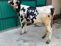 Sapi, Holstein breed — foto 5