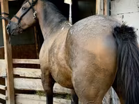 雄馬, French Trotter — 写真 3