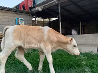 Banteng, Montbéliarde — foto 2