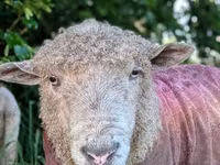 Widder, Precoce sheep — Foto 7