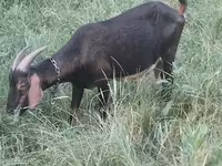 Kambing betina, Nubian Goat — foto 2