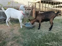 Kambing betina, Saanen goat — foto 1