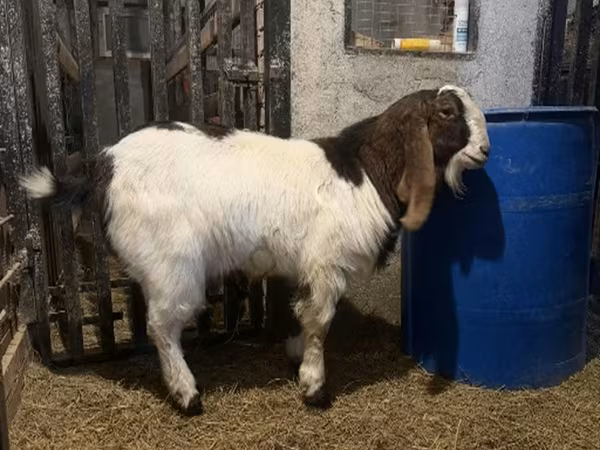 Kambing jantan, Kamori goats