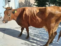 Sapi, Red Estonian cattle — foto 1