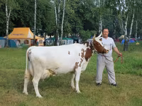 Sapi, Ayrshire — foto 6