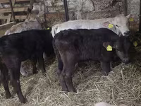 Banteng, Simmental cattle — foto 1