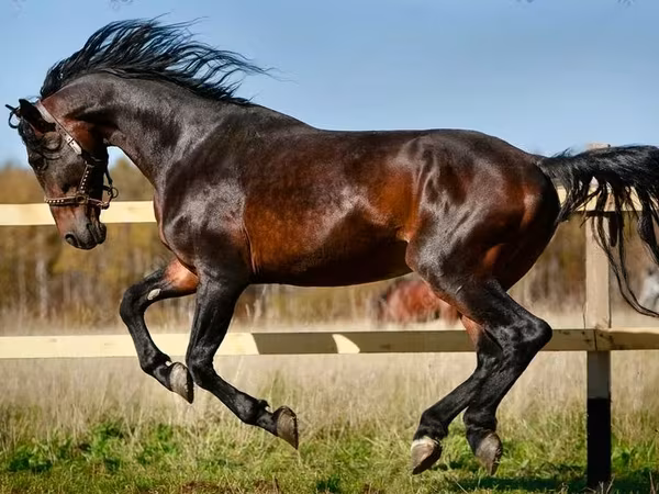 Yegua, Horse breed
