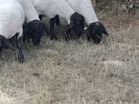 Domba betina, Baerchuke sheep — foto 2