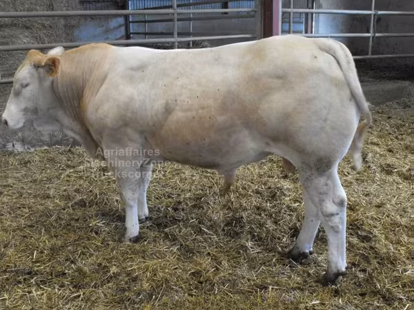 Banteng, Blonde d’Aquitane cattle
