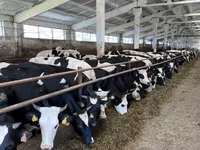 Sapi, Yaroslavl cattle — foto 2